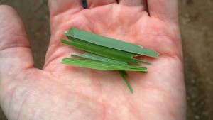Matthew told us that lemongrass is good for stomach ailments as well as repelling mosquitoes.
