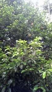 Nutmeg tree